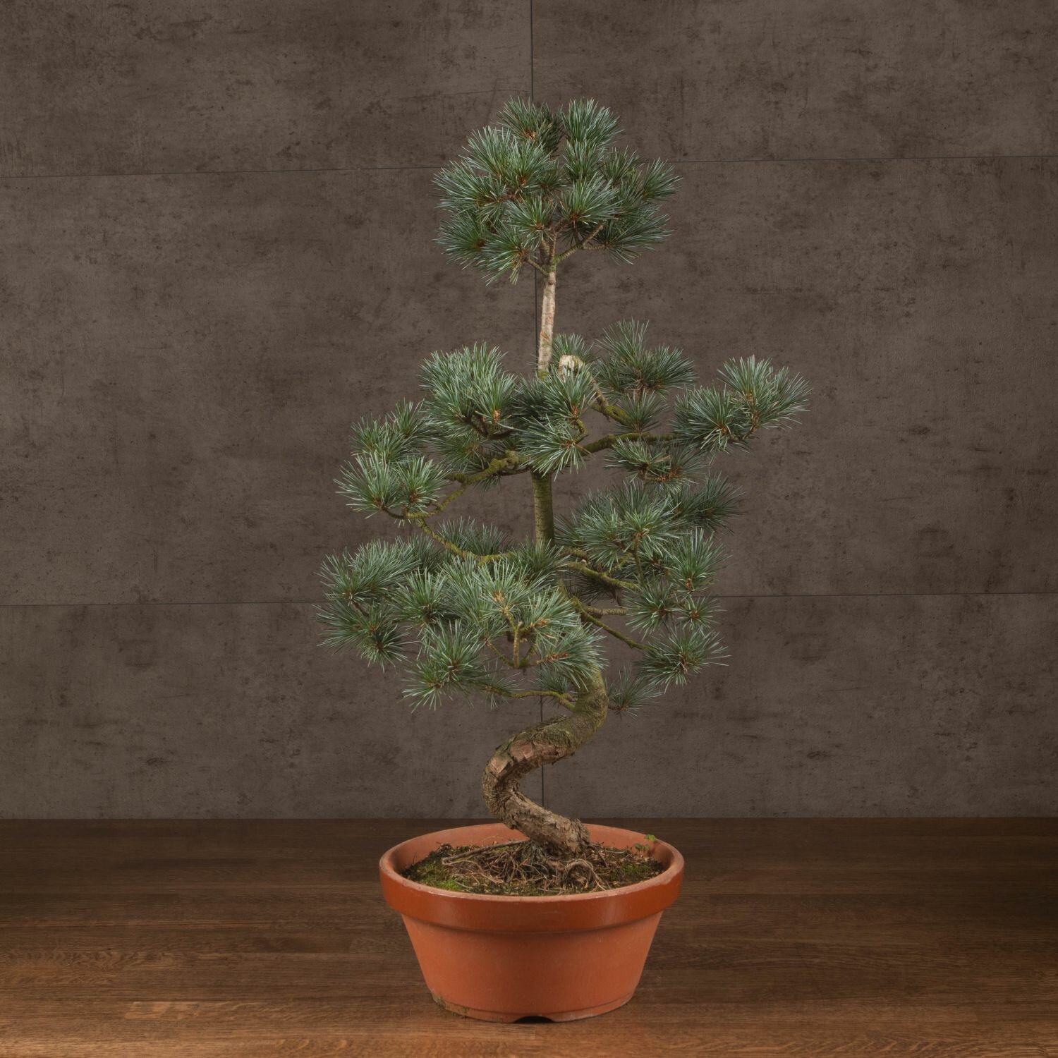 Бонсай Сосна D21
