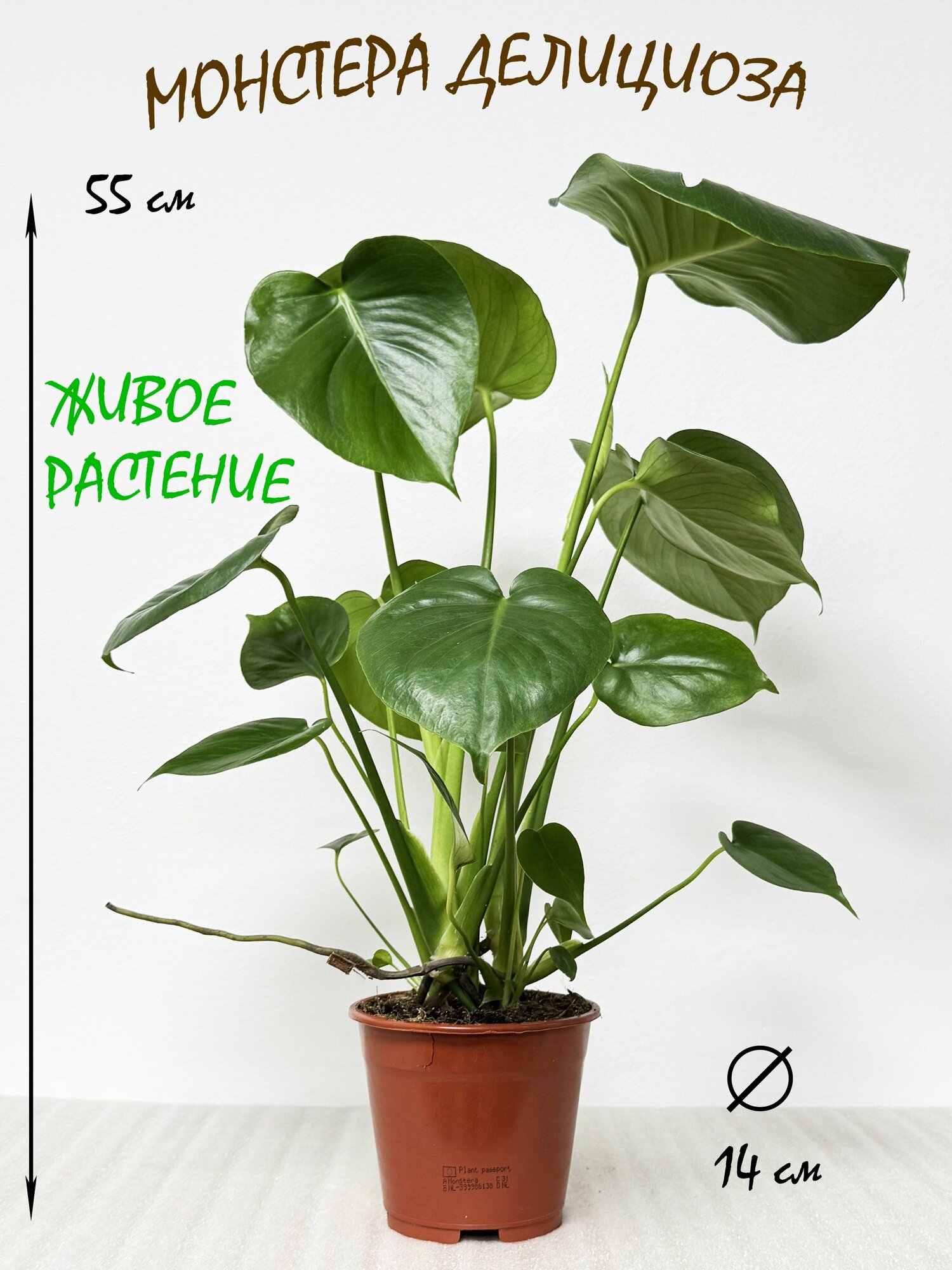 Монстера Делициоза в горшке живой цветок высота 50-60см