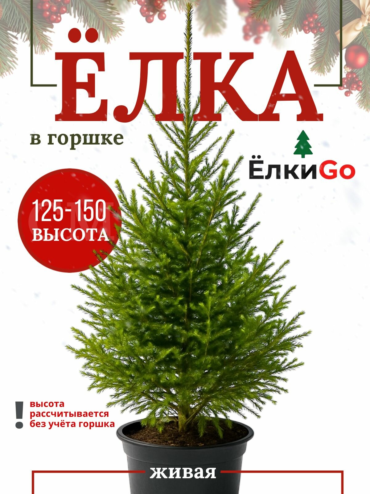 Ель живая в горшке. Русская ель 160-180см