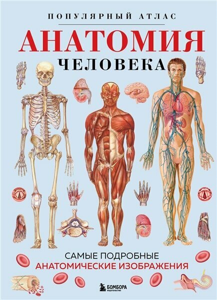 Анатомия человека. Популярный атлас. Самые подробные анатомические изображения | Биология для поступающих в вузы