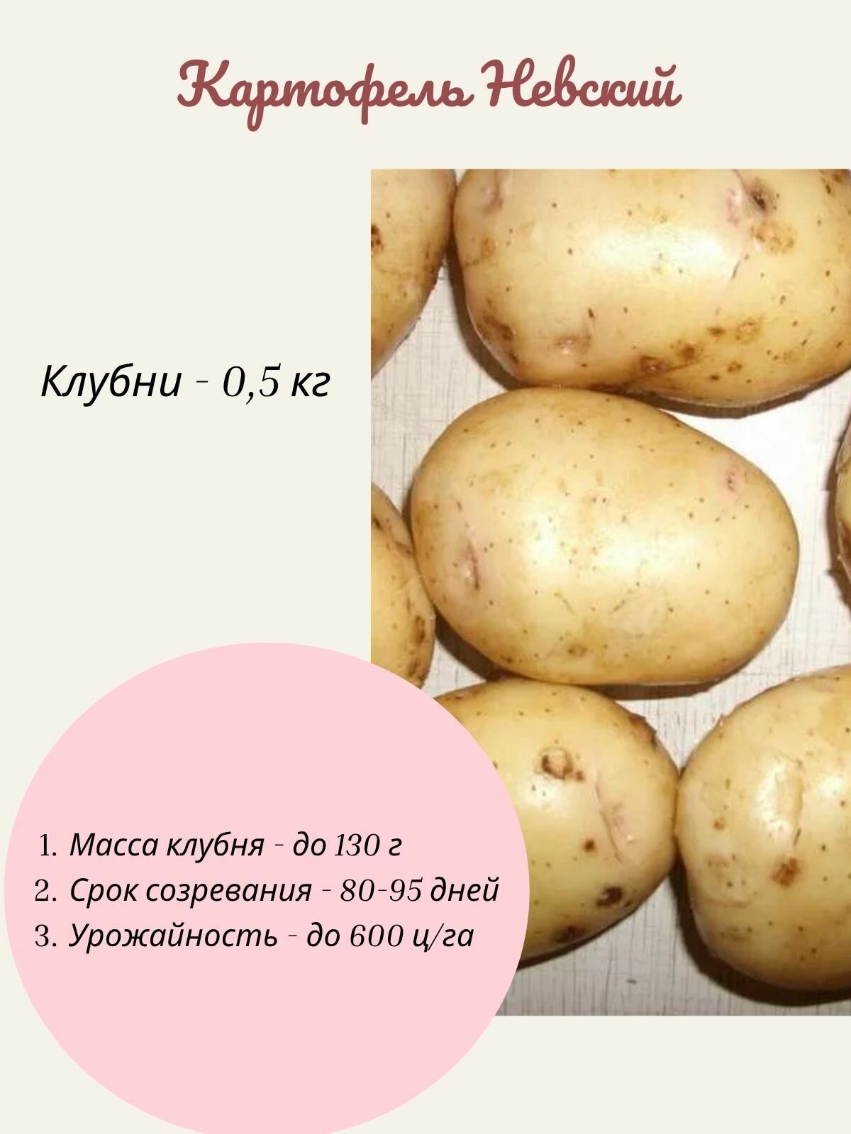 Картофель белый Невский 05 кг на посадку