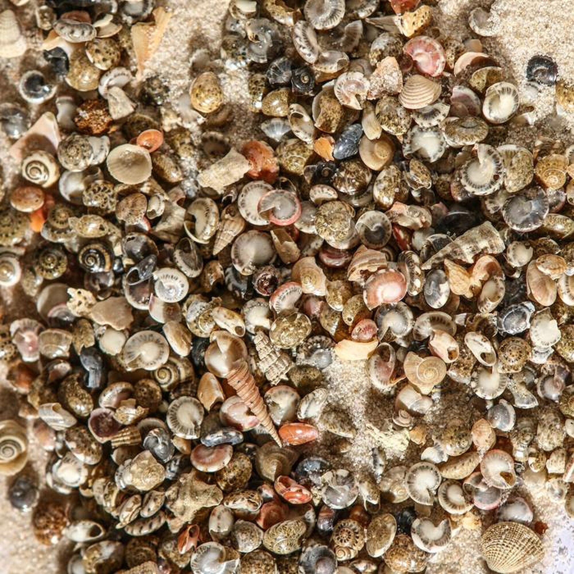 Набор ракушек Умбониум Вестериум, 100 г — фото 1