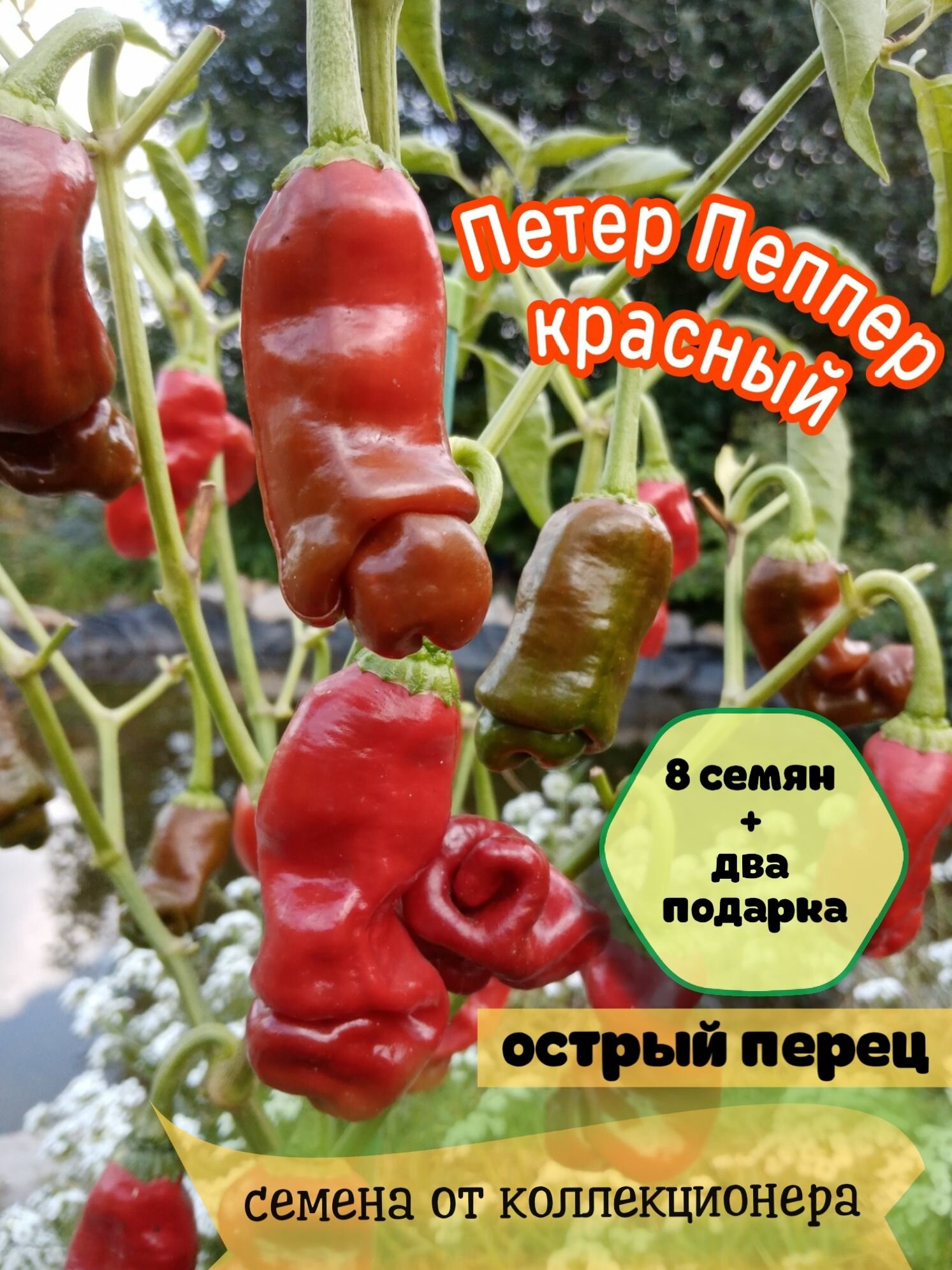 Перец острый 