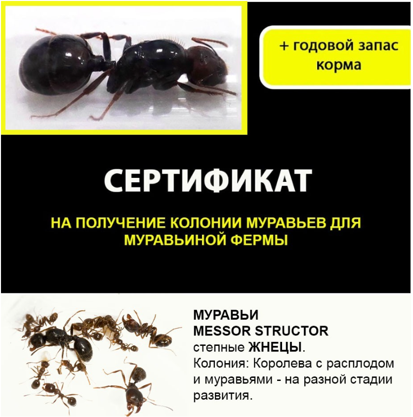 Колония муравьёв для муравьиной фермы AntLife.r. Комплект с кормом.