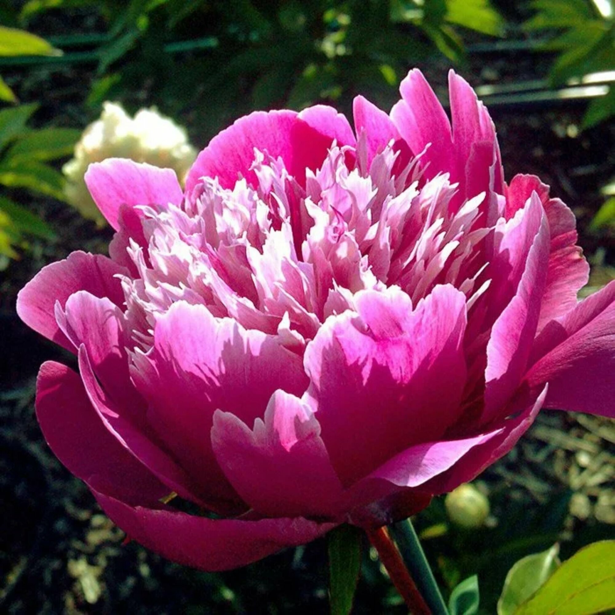 Корень пиона Holland Bulb Market  Бельвиль   светло розовый  многолетник  100см