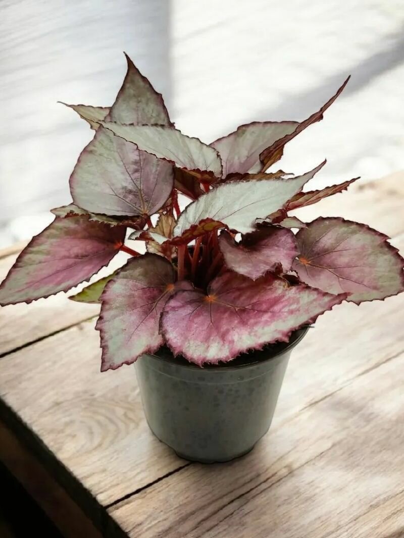 Бегония Королевская Beleaf Maori Haze (Begonia Rex) Живое комнатное растение с декоративными серебристыми листьями, цветок в горшке d12