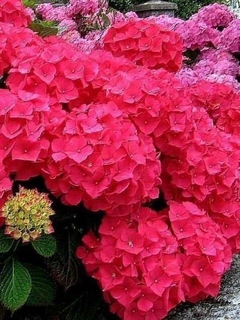 Гортензия крупнолистная Ред Энджел - Hydrangea macrophylla Red Angel (саженец ЗКС - контейнер 0,5 л)/ делёнки многолетних растений, корни / для дачи, сада, дома и балкона — фото 1
