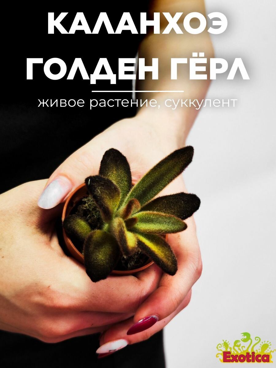 Каланхоэ Голден Гёрл (Kalanchoe Golden Girl) D5см суккуленты живые
