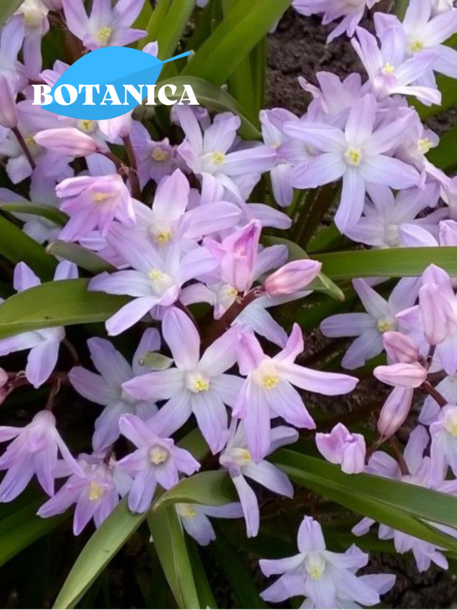 Луковицы цветов botanica garden Хионодокса Розеа 10 штук(розовый)