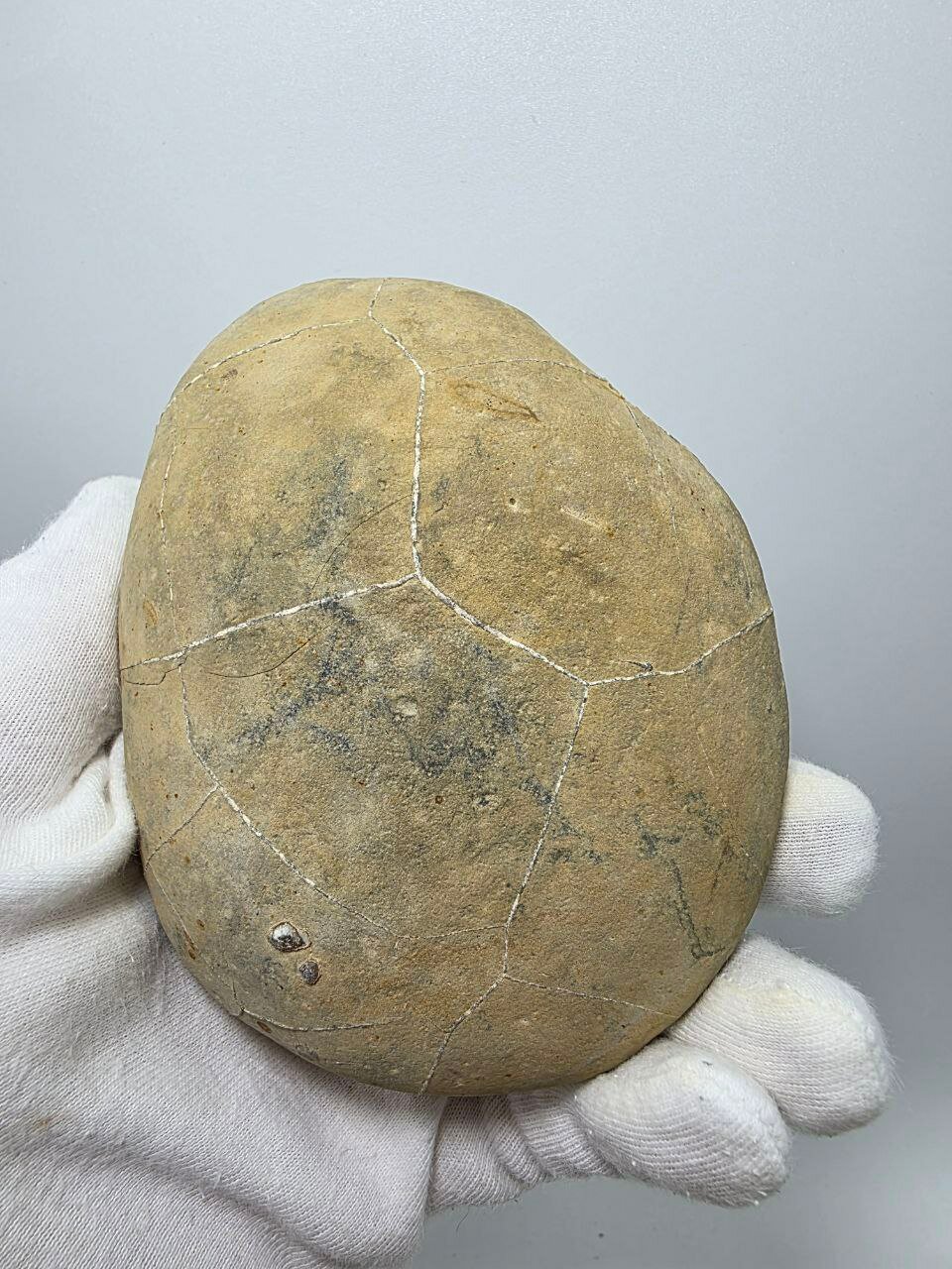 Септария 111 мм, 587 г. — фото 1