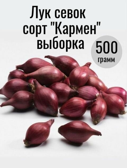 Лук севок Кармен выборка