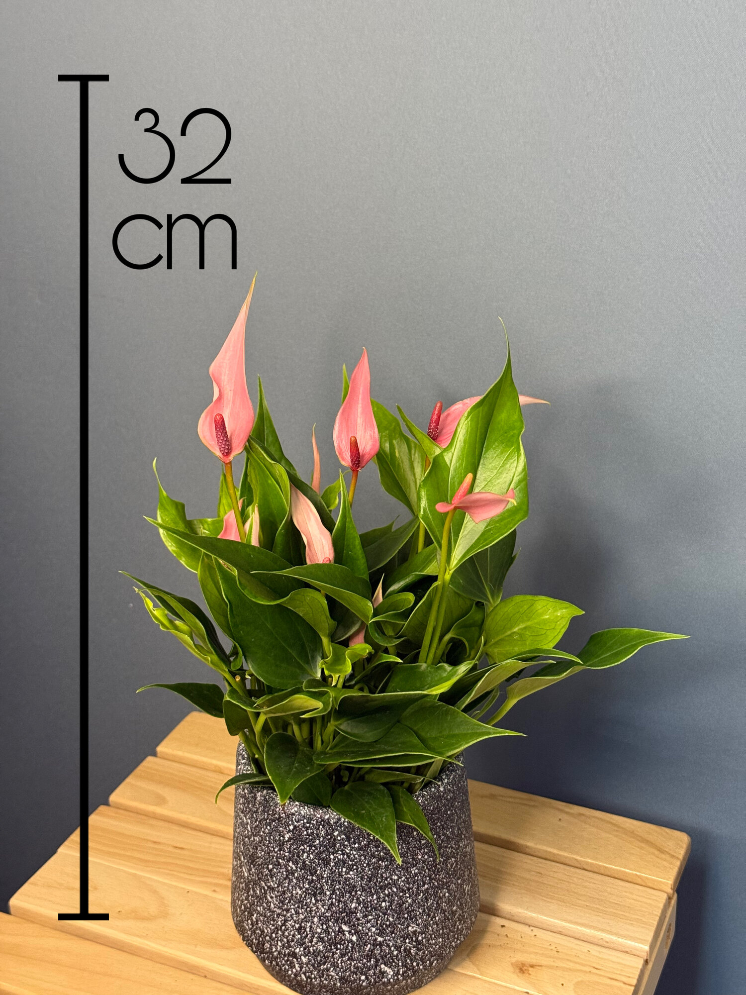 Антуриум Розовый (Anthurium andreanum) — нежность и стиль в каждом лепестке