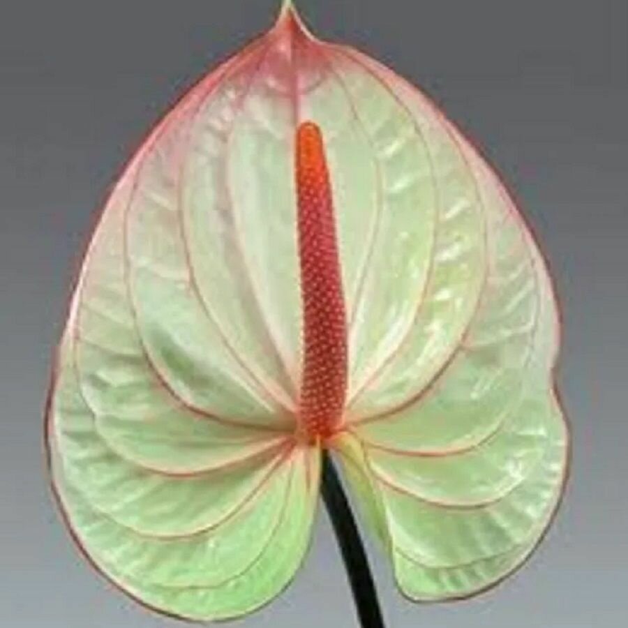 Антуриум Фантазия Anthurium Fantasia семена