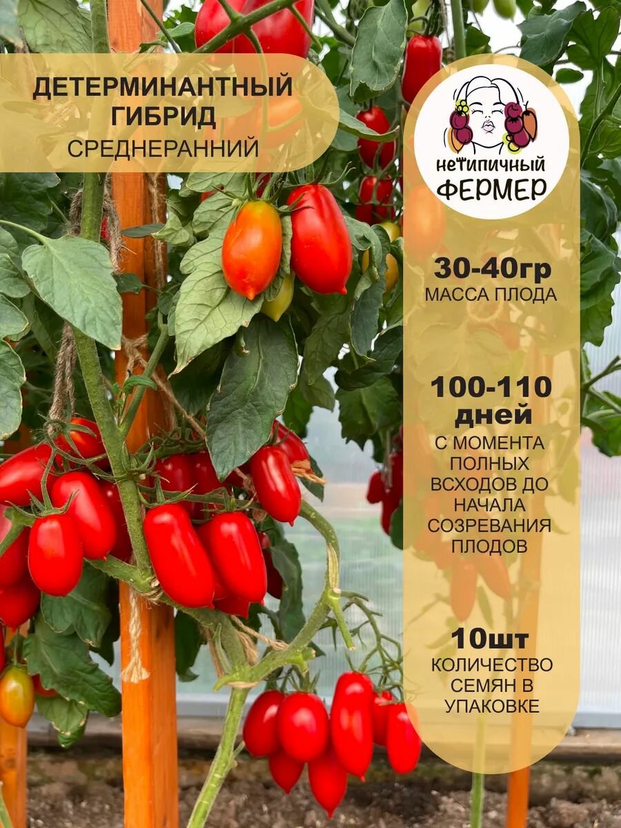 Томат Ураган F1