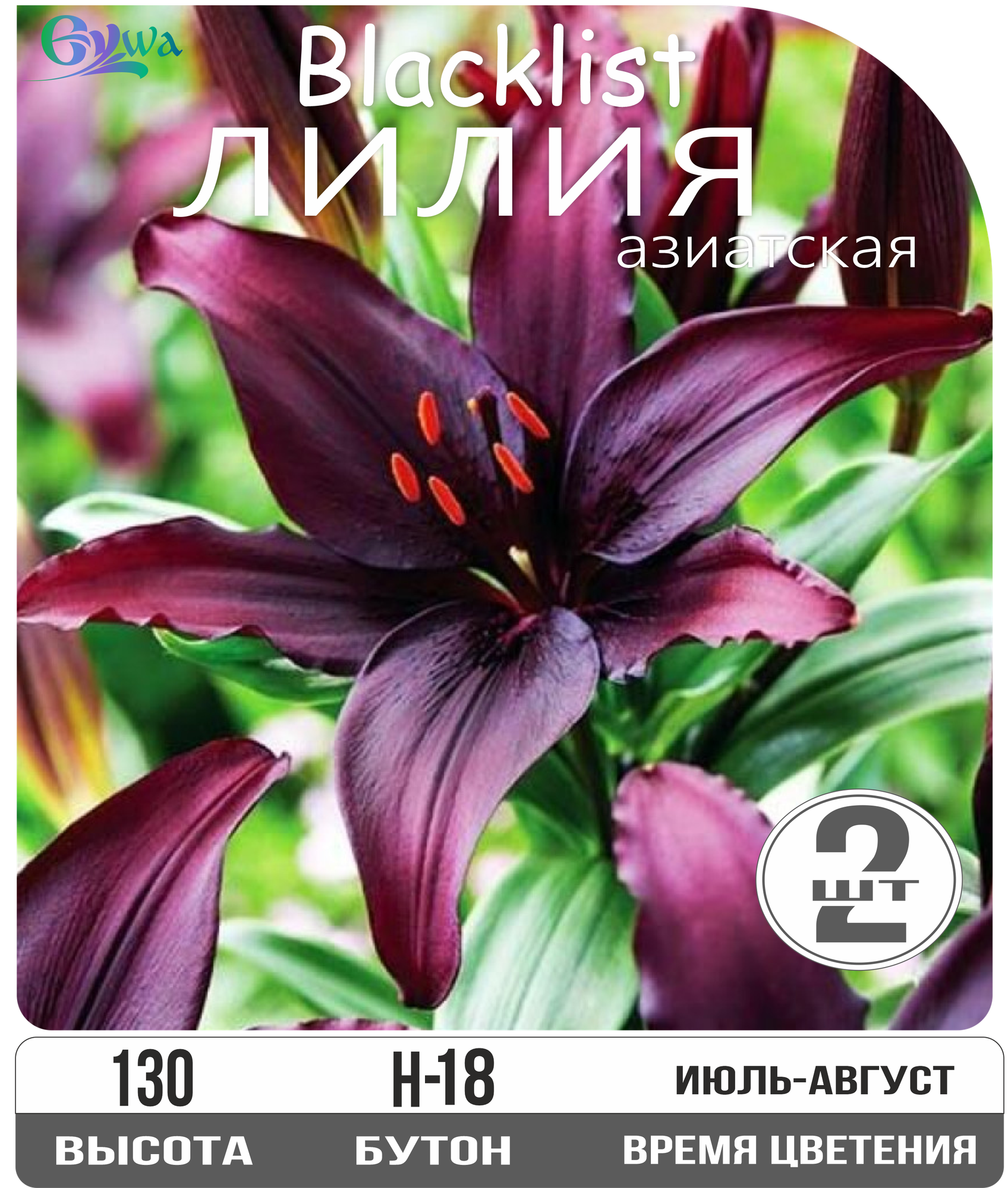 Лилия луковицы многолетние БлэкЛист азиатская многолетник высота 130 см темно-бордового цвета 2шт.