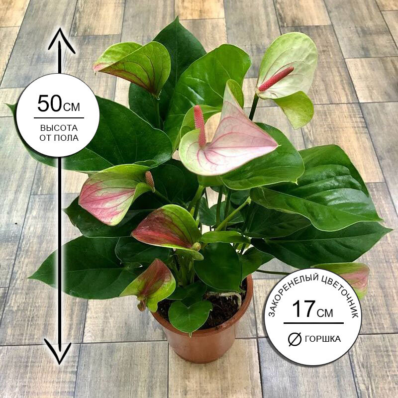 Антуриум Фэнтези Лав 17*50 живое комнатное растение в горшке