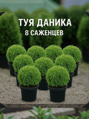 Изображение товара Туя шаровидная "Даника" , многолетняя, морозостойкая, для вертикального озеленения