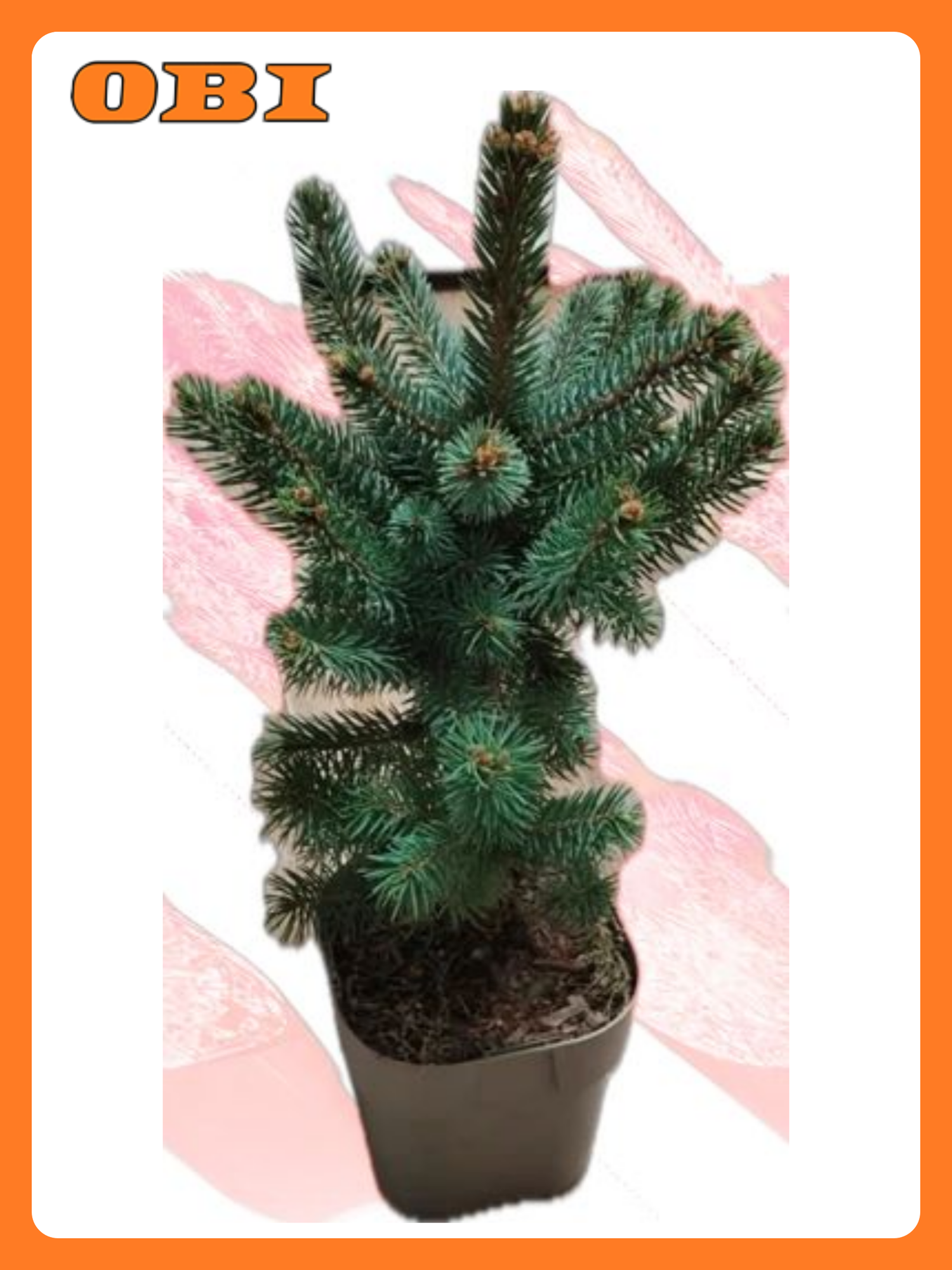 Растение Ель колючая Супер Блю С2 H 25-30