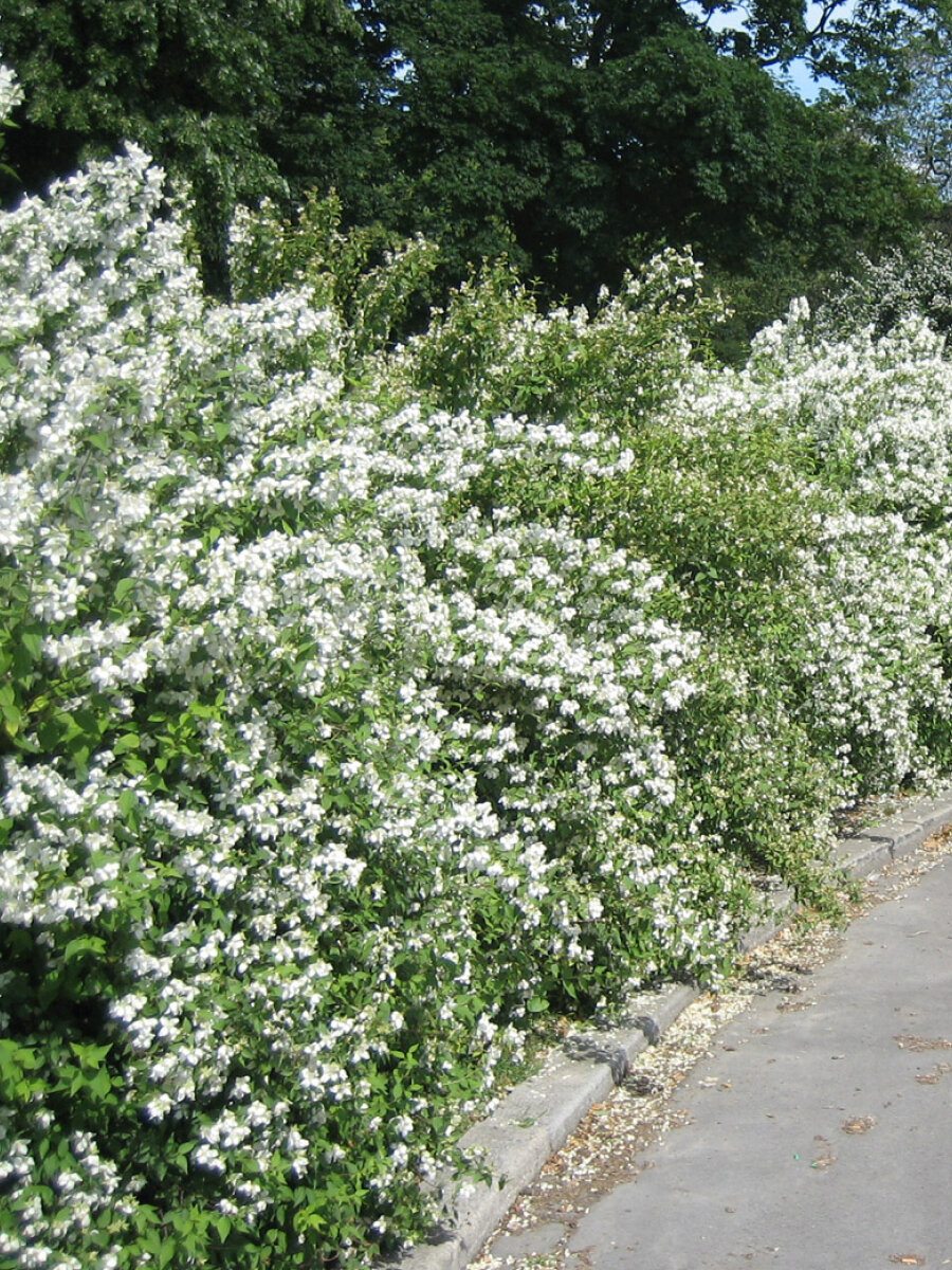 Жасмин (чубушник) Мон Блан (Philadelphus Mont Blanc) / ароматный