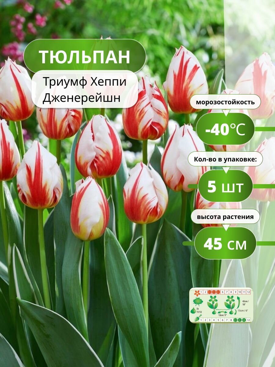 Тюльпаны Holland Bulb Market 