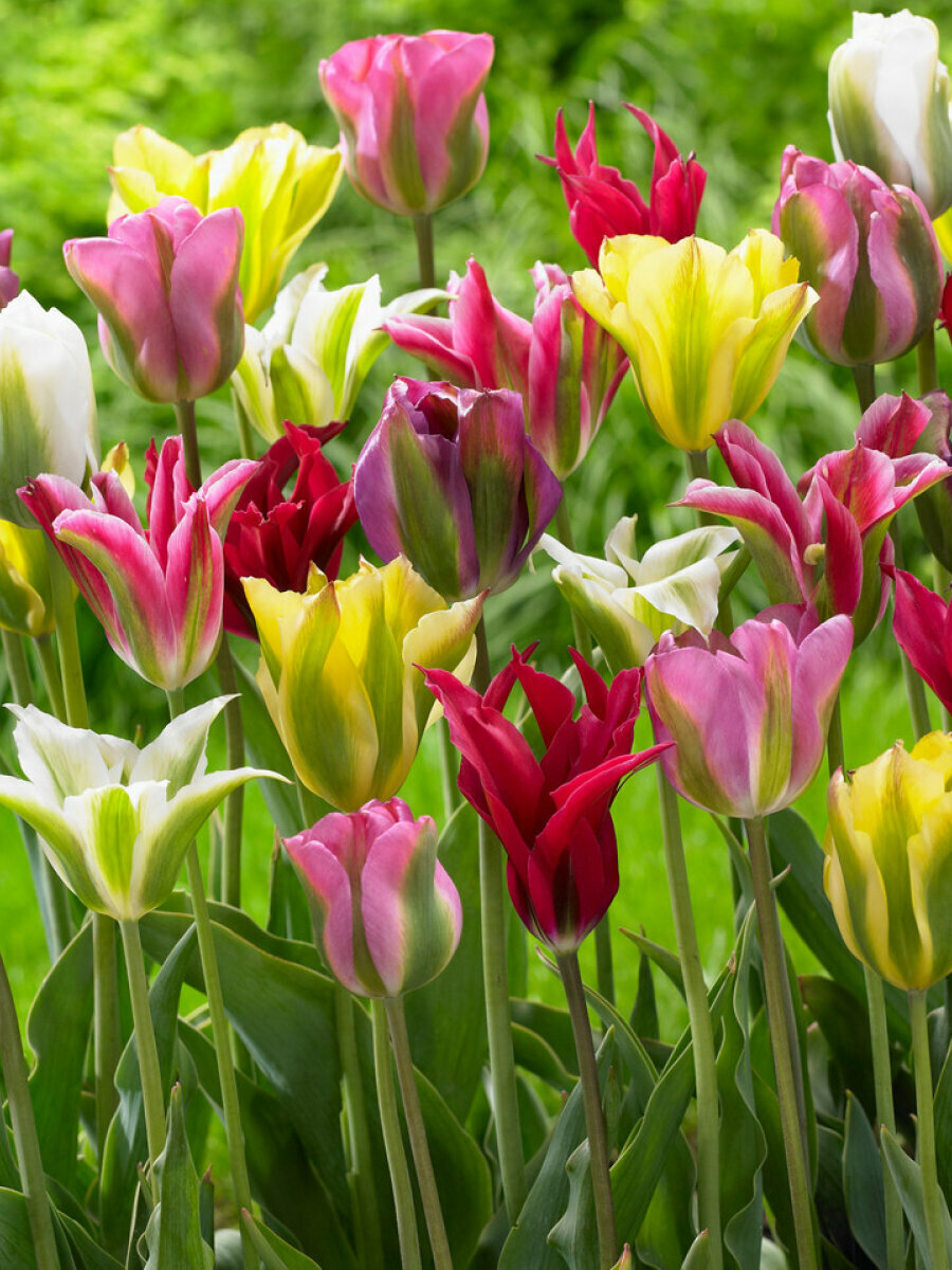 Тюльпаны Holland Bulb Market Зеленоцветные микс 5 шт многолетние высота до 45см