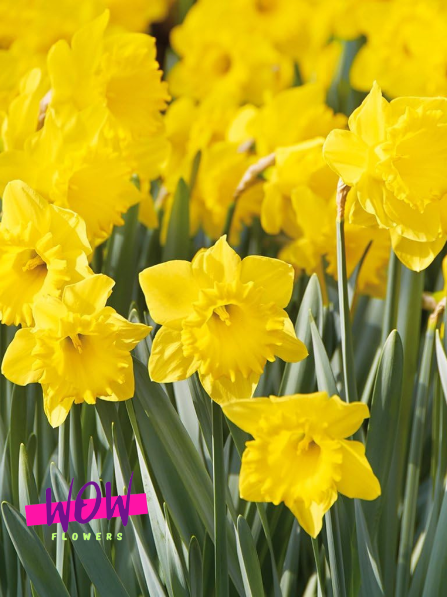 Луковицы цветов WOW FLOWERS  Нарцисс Голд Медал  желтый  ( 3 штуки )
