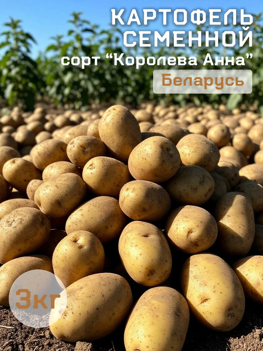 Картофель семенной сорт Королева Анна 3кг Братский картофей