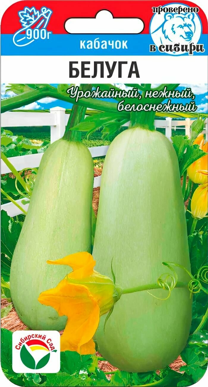 Кабачок Белуга