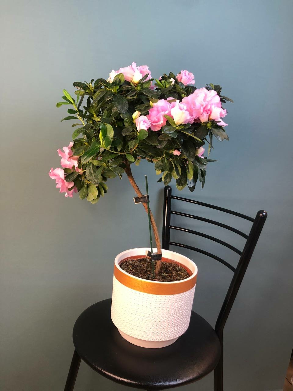 Растение в горшке живое 