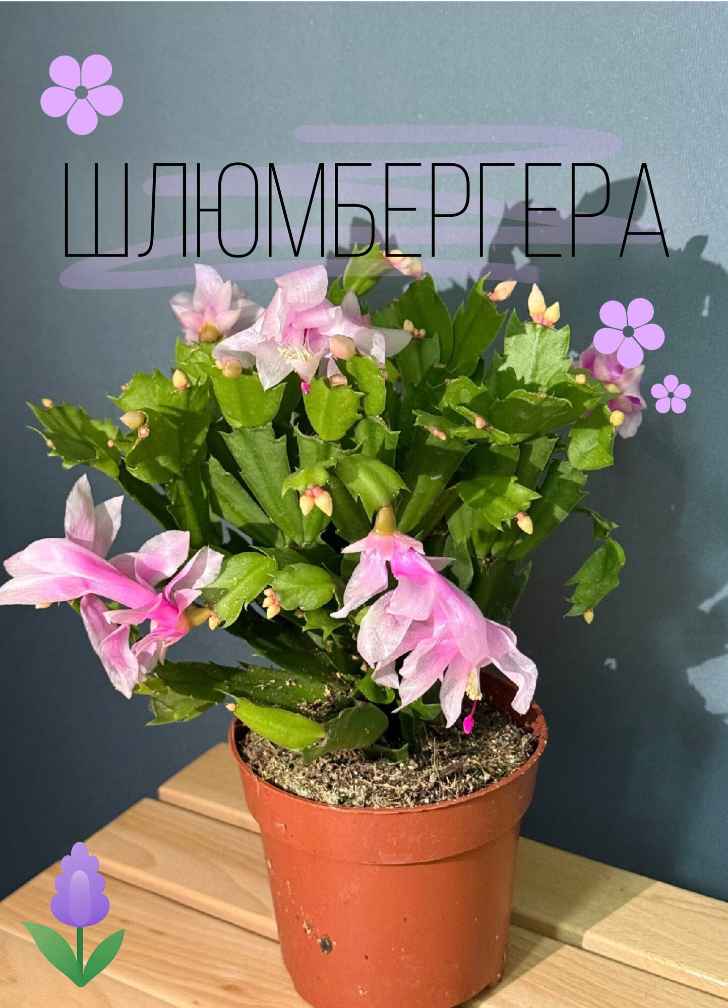 Шлюмбергера розовая (Schlumbergera truncata pink) — зимняя нежность и цветущая гармония в вашем доме