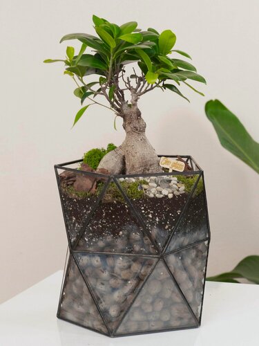 Изображение товара Geo Glass: Дерево живое , фикус микрокарпа , стеклянное кашпо 40-45 см