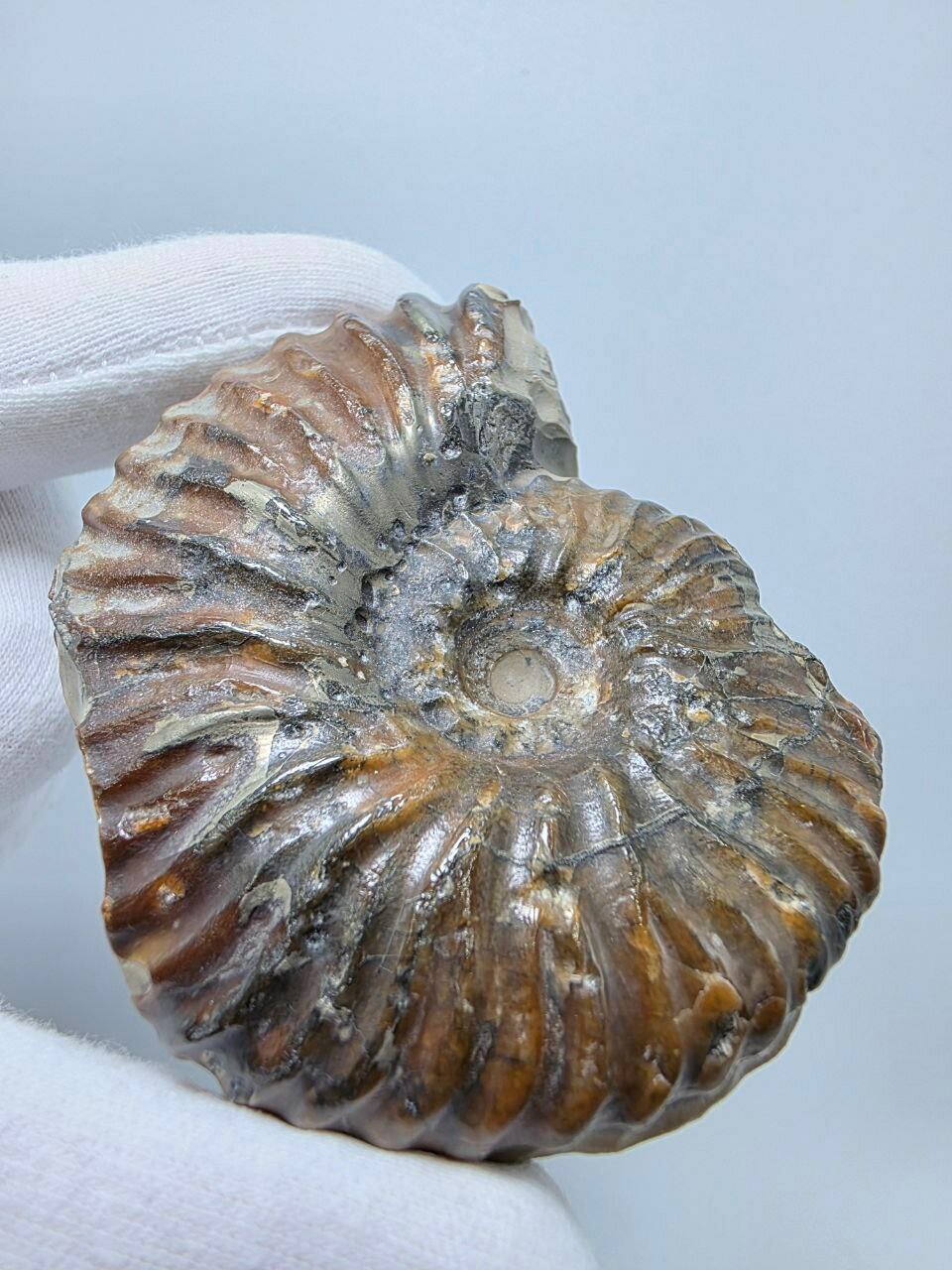 Аммонит в породе 75 мм, 144 г. — фото 1