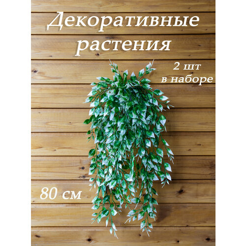 фото Папоротник настенный ампельный свисающий растение на стену лиана плющ для декора интерьера цветок декоративная зелень avamia