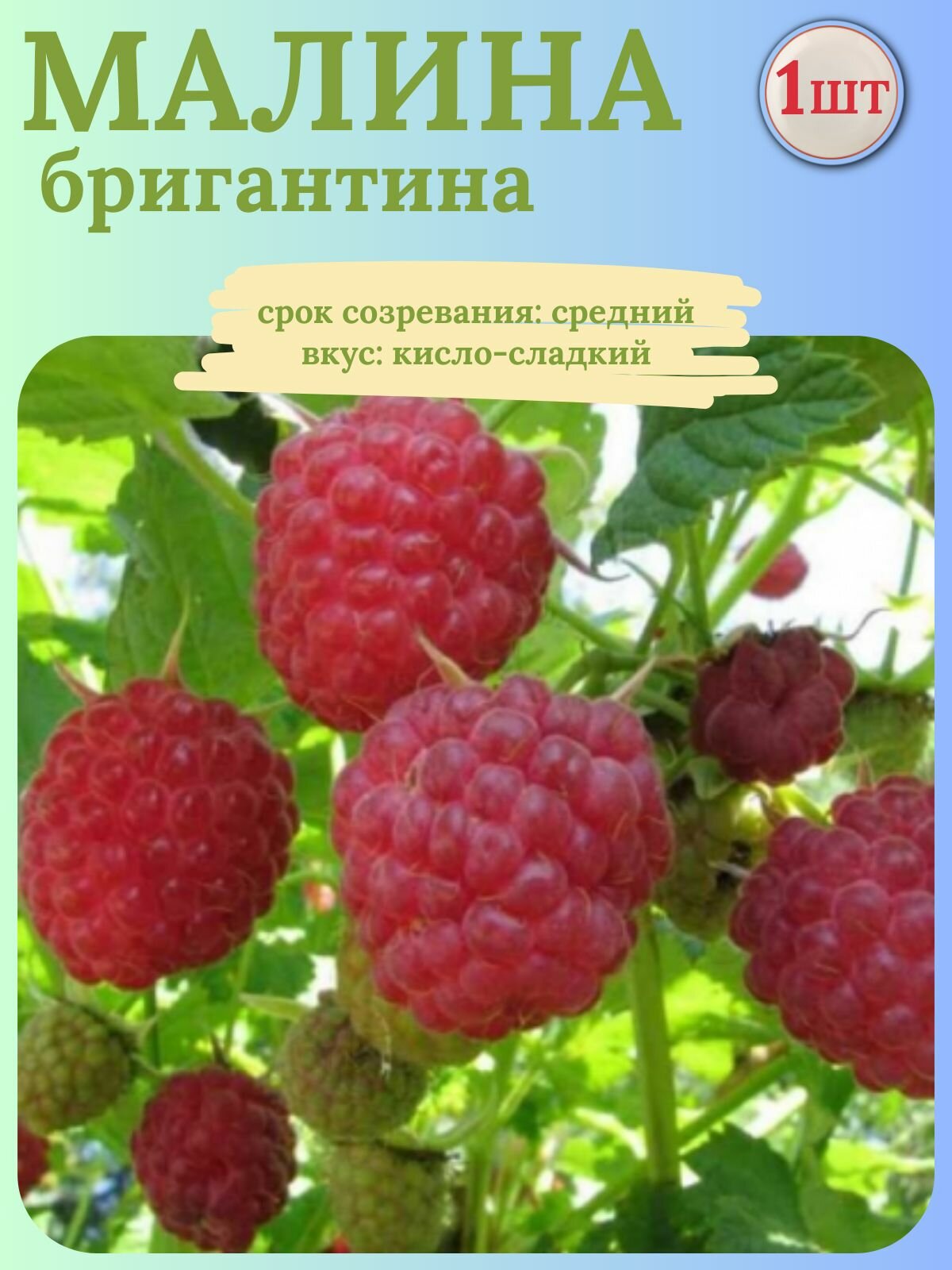 Малина крупноплодная Бригантина, саженец 1 шт