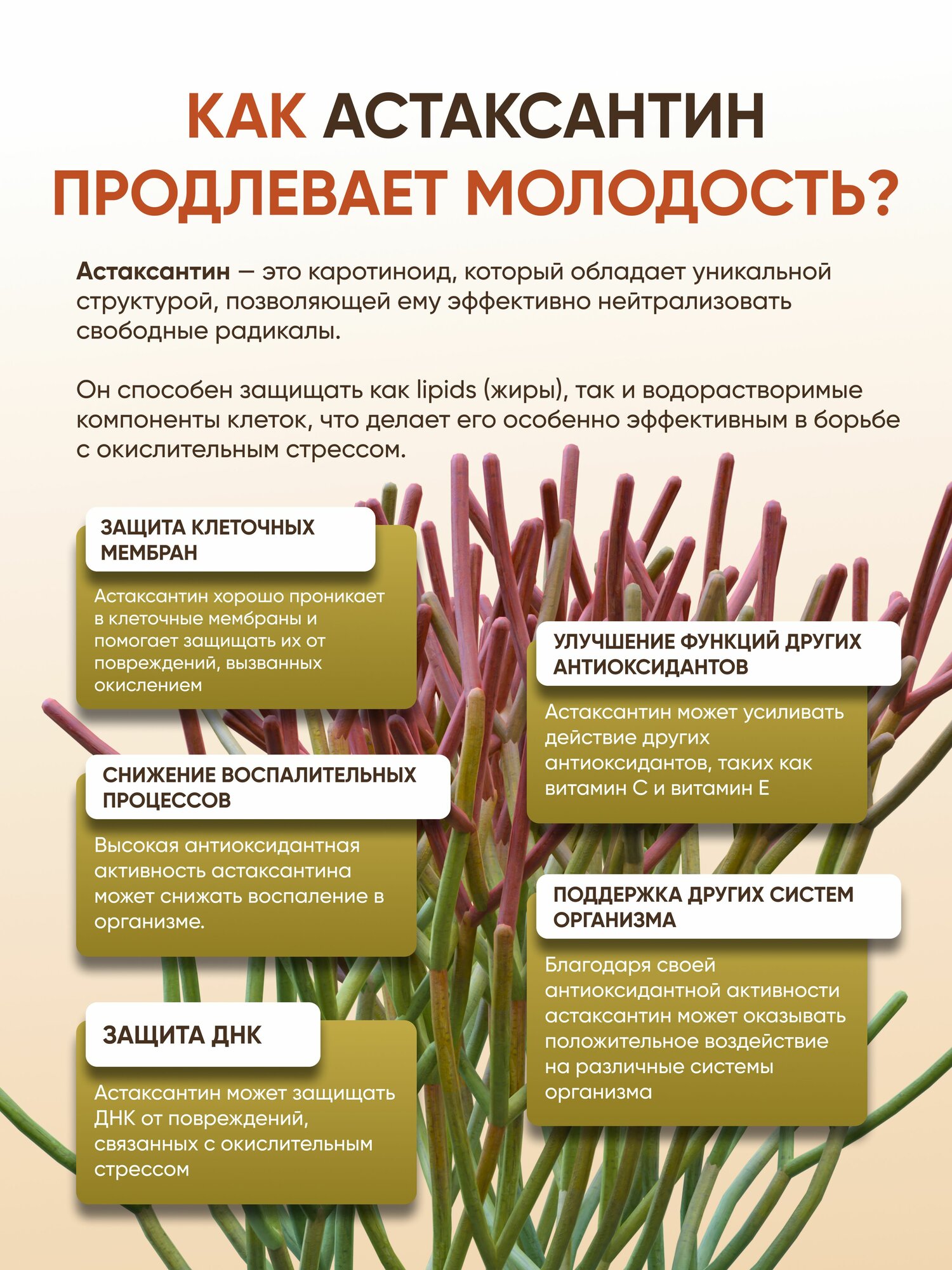 Изображение Астаксантин - мощный антиоксидант для зрения, для иммунитета 60 капсул
