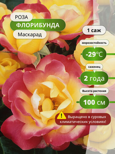 Изображение товара Роза флорибунда Маскарад (Masquerade), 2 шт, роз, оранжевая, морозостойкая