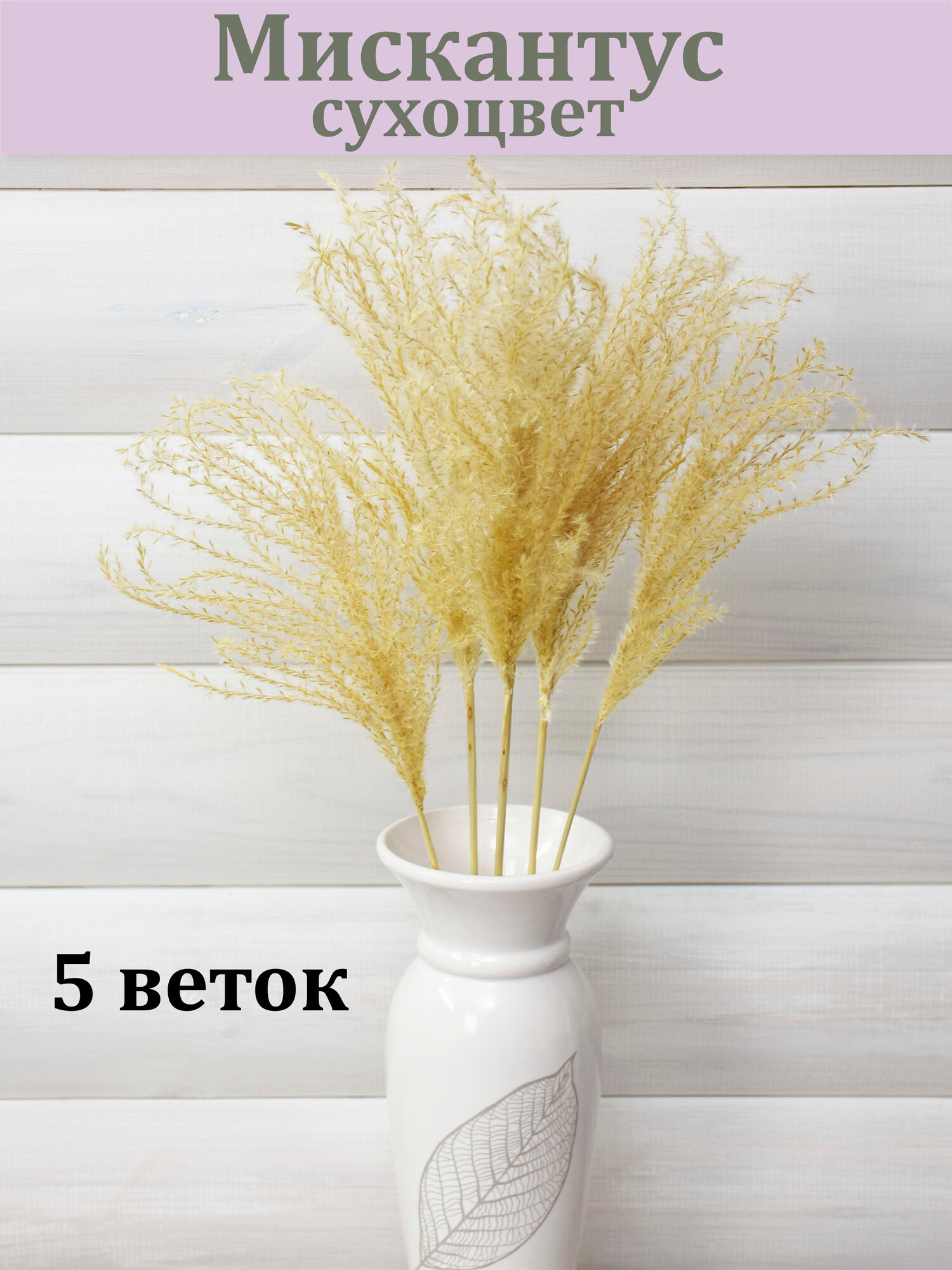 Мискантус Кремовый (5 веток) / Сухоцвет / 50 см. длина / Букет из сухоцветов