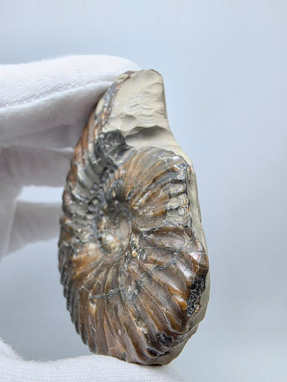 Аммонит в породе 75 мм, 144 г. — фото 1