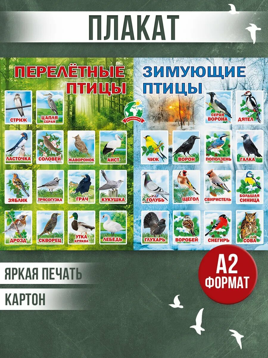 Плакат окружающий мир птицы обучающий детский в школу
