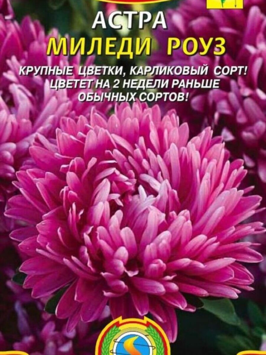 Семена Астра Миледи Роуз 02 гр Плазменные семена
