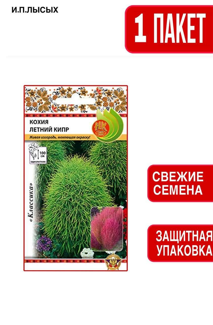Семена Кохия 