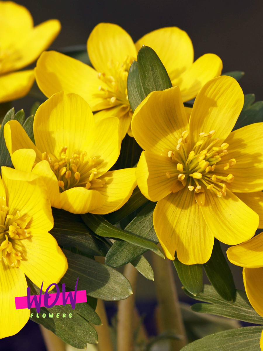 Луковицы цветов  WOW FLOWERS  Эрантис Киликика  желтые ( 10 штук )