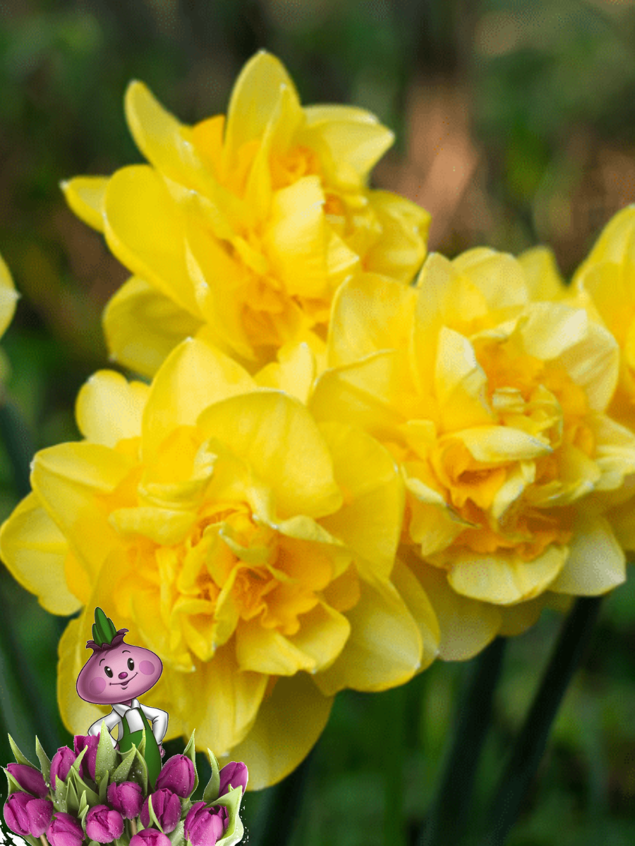 Луковицы цветов Chipollino flowers Нарцисс INDIRAS (3 луковицы)