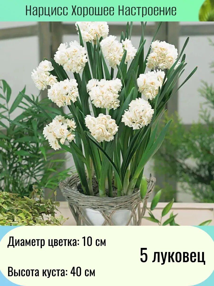Нарцисс многолетние цветы луковицы 5 шт
