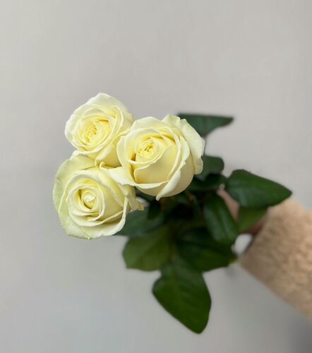 Изображение товара Букет из 3 белых роз 50 см, букеты цветов с днем рождения, букет живых цветов, Россия