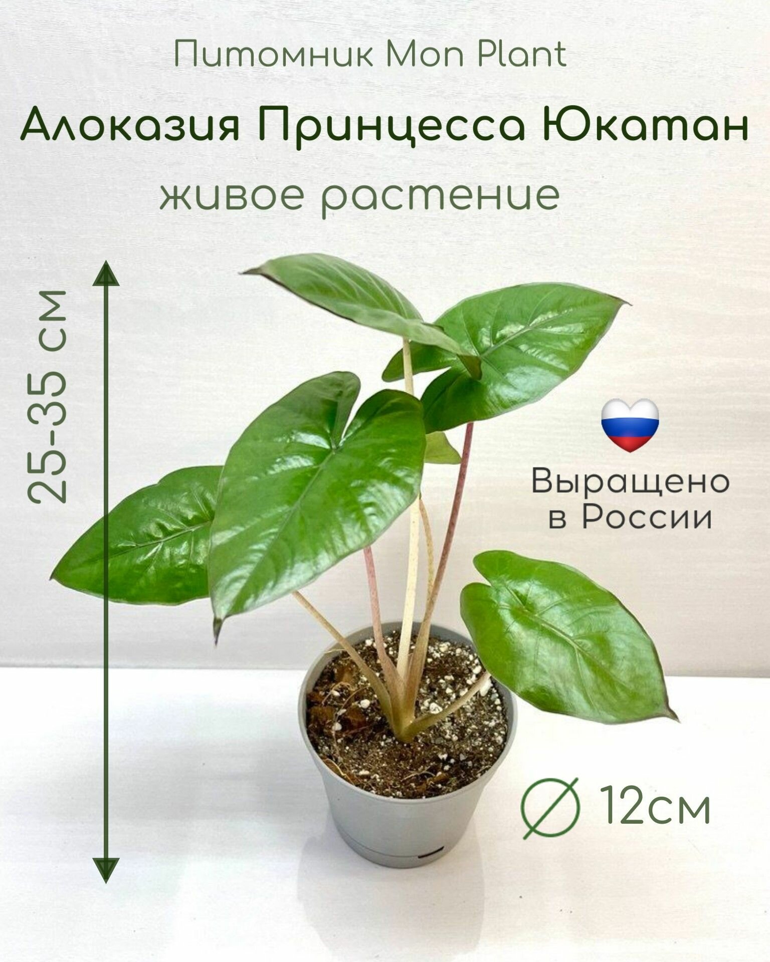 Алоказия Юкатан Принцесс (Alocasia Yucatan Princess) живое комнатное растение в горшке 12 см