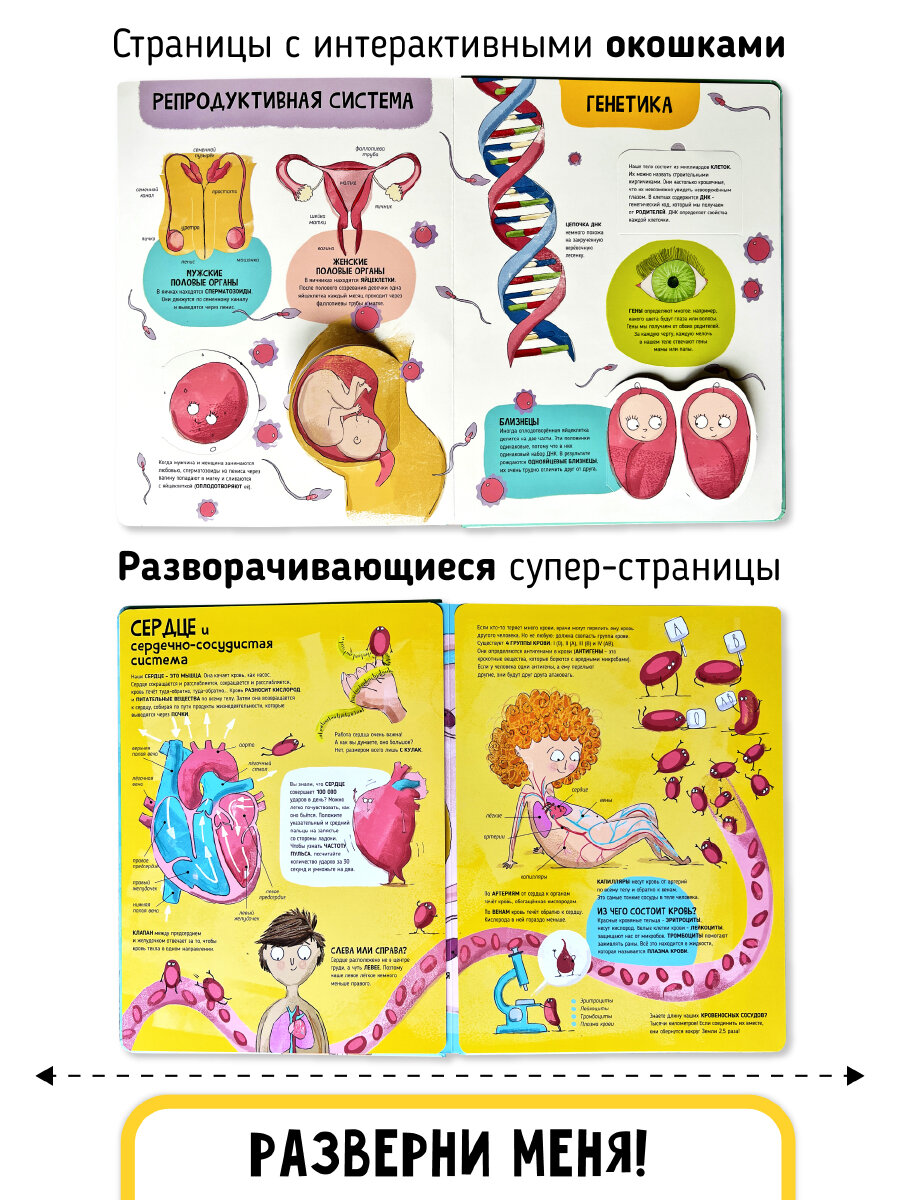 Интерактивная книга энциклопедия с окошками для детей "Тело человека" I Счастье внутри — фото 1