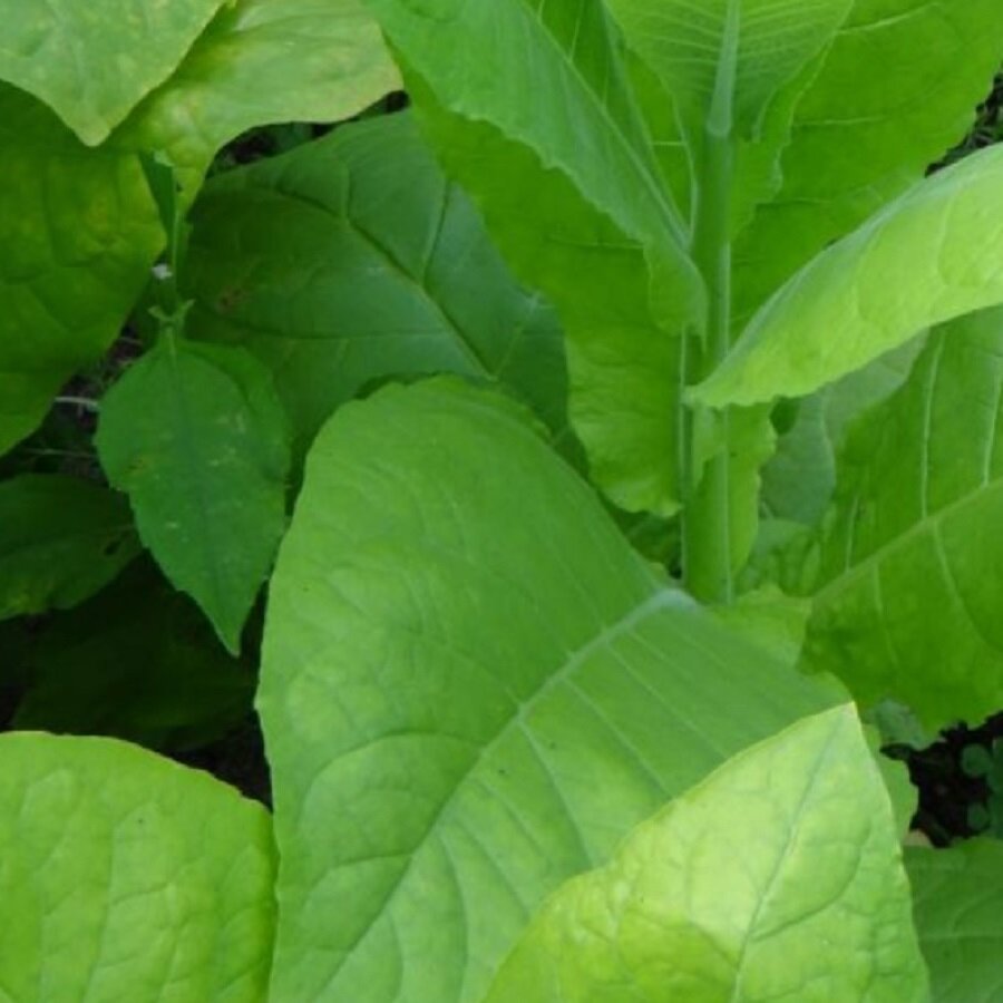 Семена Deodar SEEDS COMPANY Табак ВМС24 300 шт