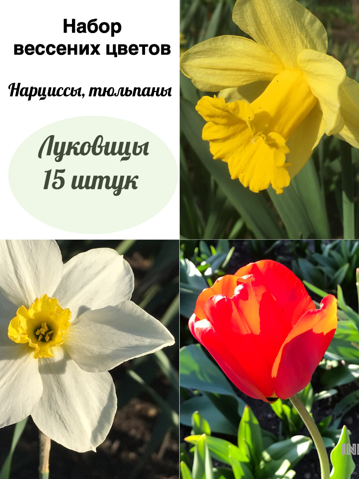 Тюльпаны и Нарциссы 
