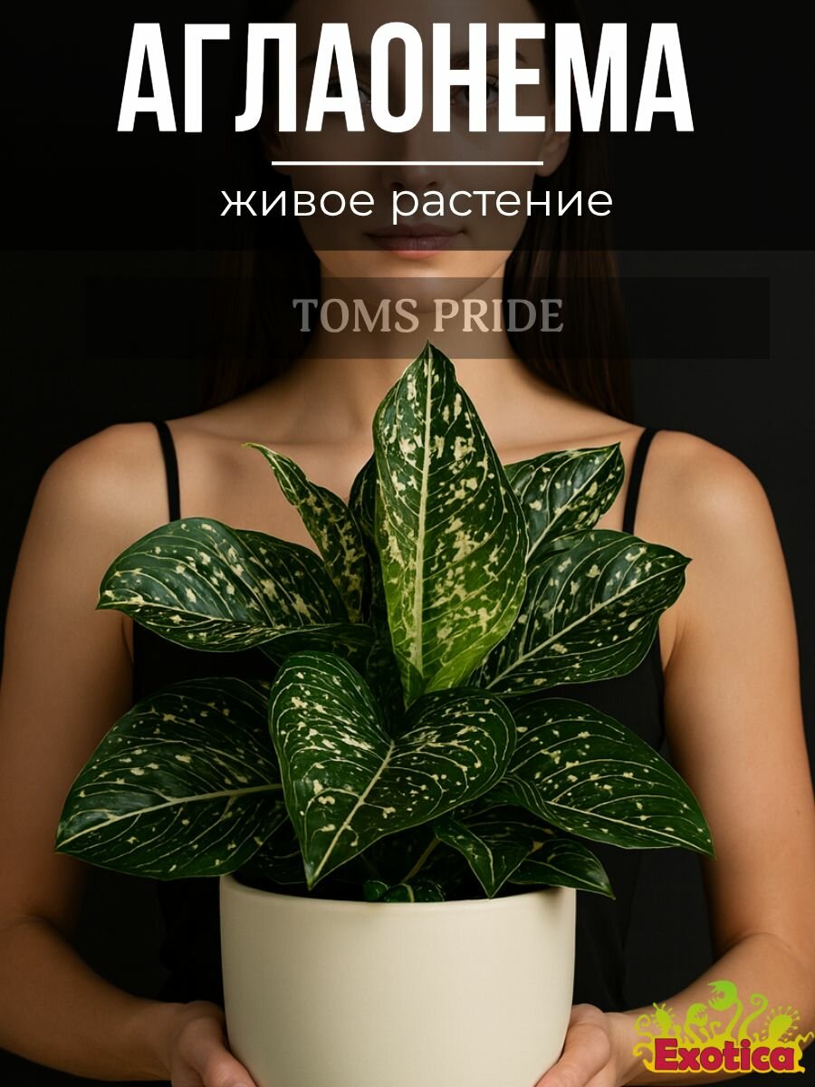 Аглаонема Томс Прайд (Aglaonema Toms Pride) D6см комнатное растение